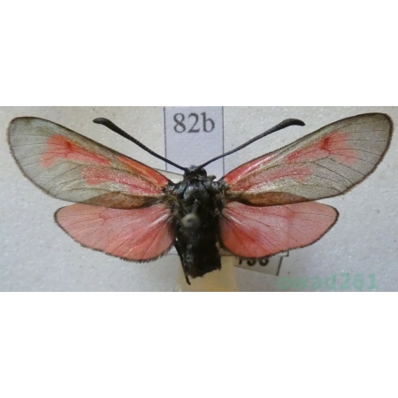 Zygaena minos (Denis & Schiffermüller, 1775) Kraśnik biedrzeniowiec Czech83b
